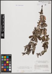 Foto von Salix aurita L. x Salix bicolor Ehrh. ex Willd.